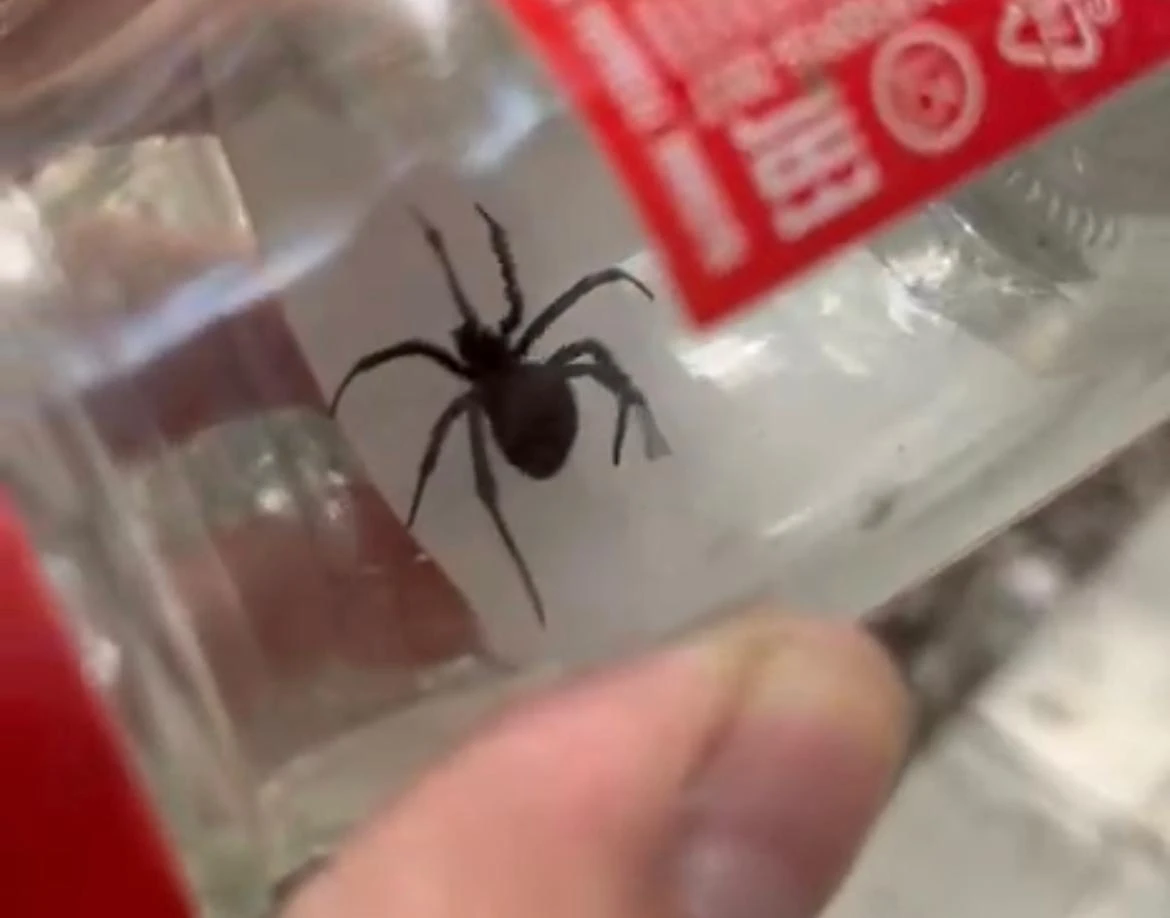 Каракурта у себя во дворе обнаружил житель Уральска